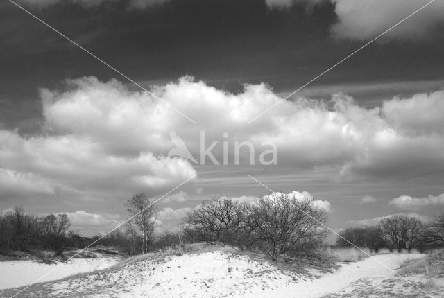 National Park Loonse en Drunense Duinen