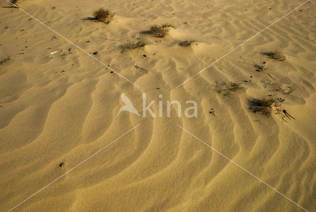 National Park Loonse en Drunense Duinen