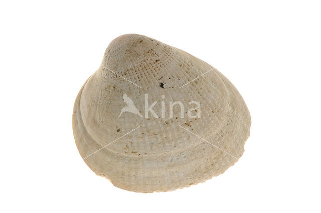 Smooth Cockle (Laevicardium crassum)