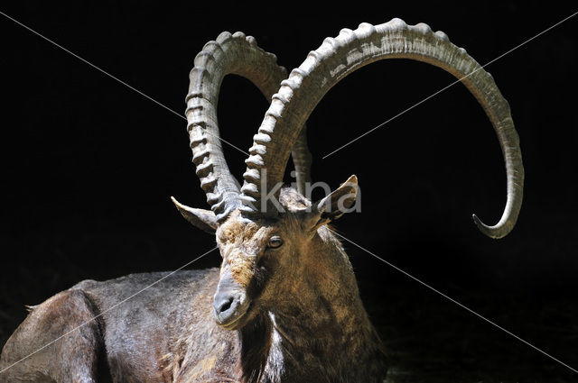 Nubische Steenbok (Capra nubiana)