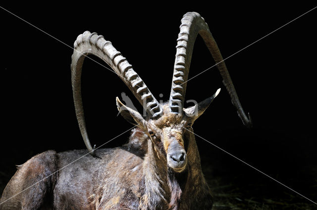 Nubian ibex (Capra nubiana)