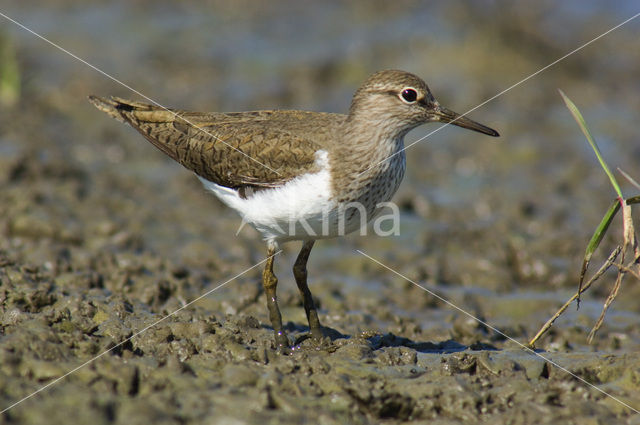 Oeverloper (Actitis hypoleucos)
