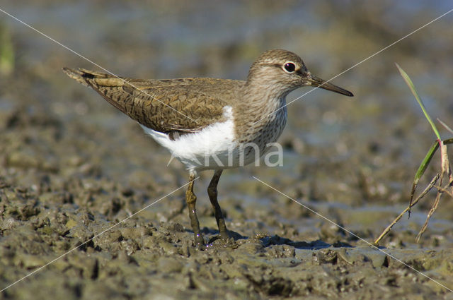 Common Sandpiper (Actitis hypoleucos)