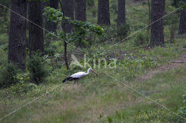 White Stork (Ciconia ciconia)