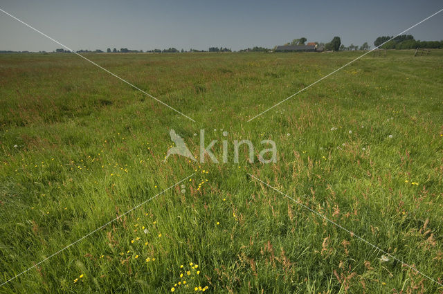 Paardenbloem (Taraxacum spec.)