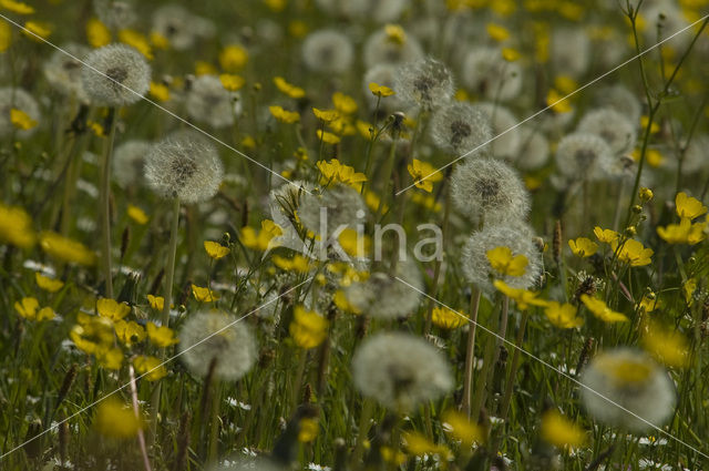 Paardenbloem (Taraxacum spec.)