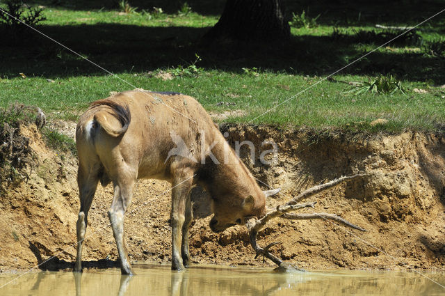 Pere David’s deer (Elaphurus davidianus)