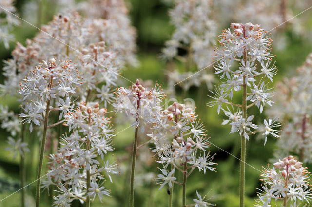 Heartleaved Foamflower (Tiarella cordifolia)