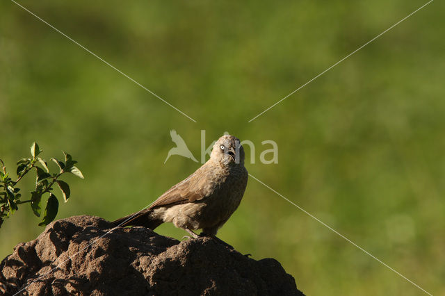 Arrow-marked Babbler (Turdoides jardineii)