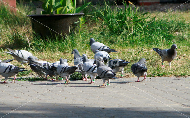 Homing Dove