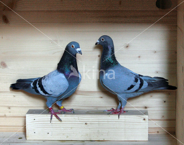 Homing Dove