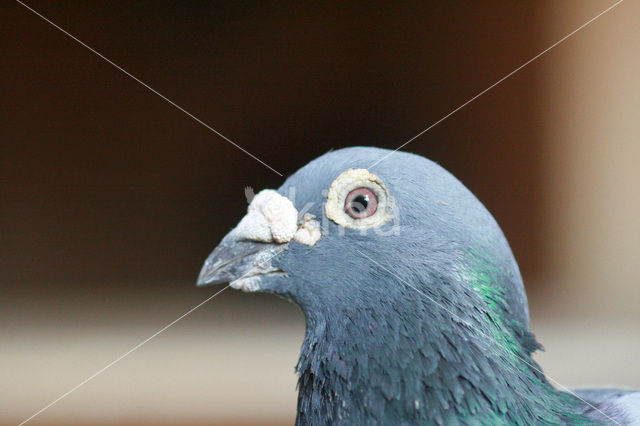 Postduif (Columba livia domestica)