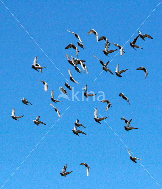 Postduif (Columba livia domestica)