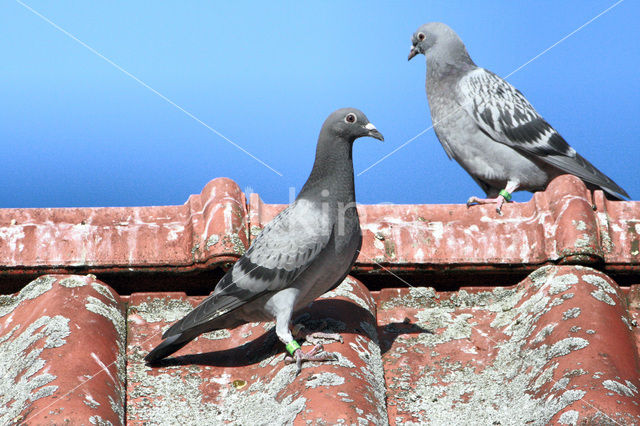 Postduif (Columba livia domestica)