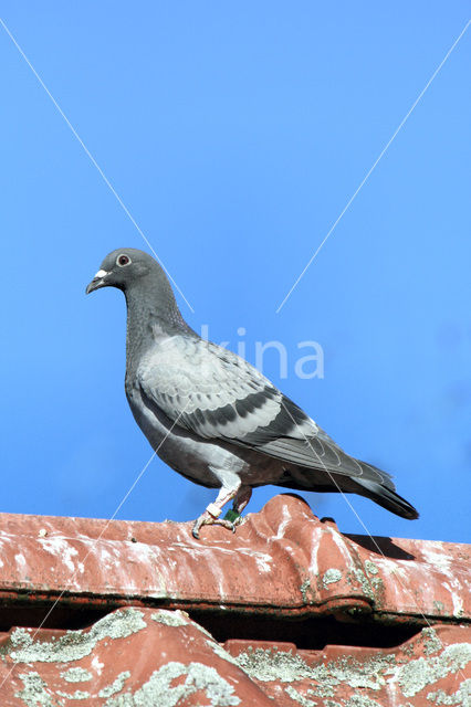 Homing Dove