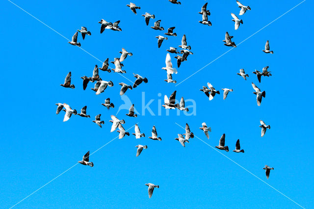 Postduif (Columba livia domestica)