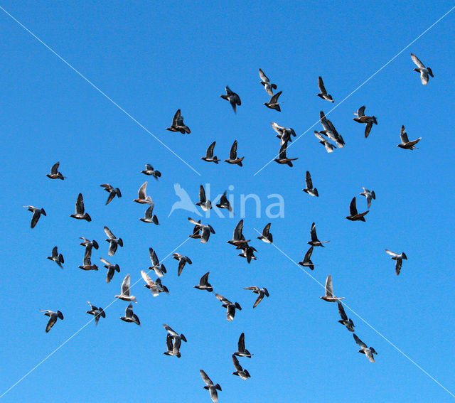 Postduif (Columba livia domestica)