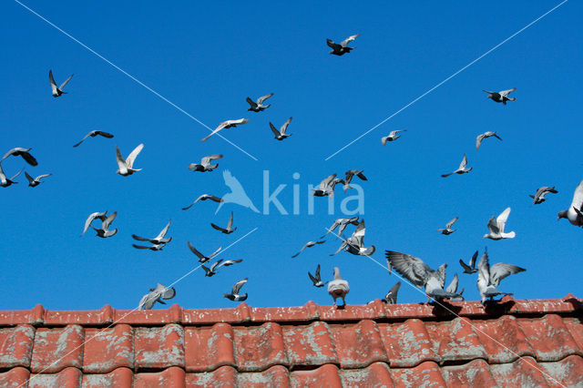 Postduif (Columba livia domestica)