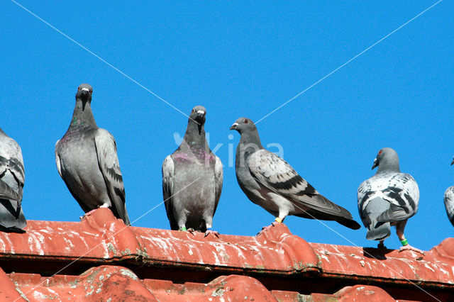 Postduif (Columba livia domestica)