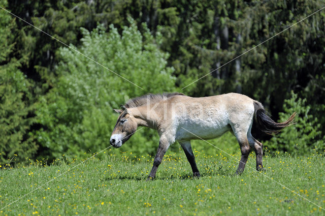 Przewalskipaard (Equus przewalskii)