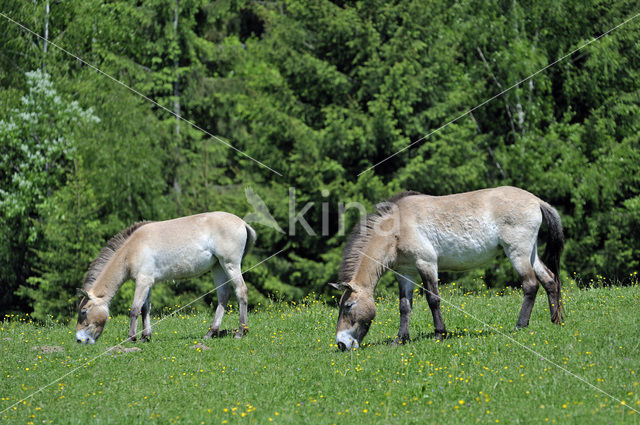 Przewalskipaard (Equus przewalskii)