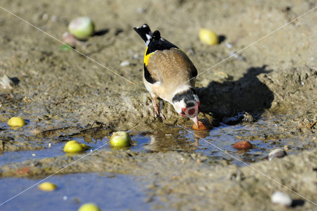 European Goldfinch (Carduelis carduelis)