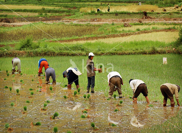 rice (Oryza spec)