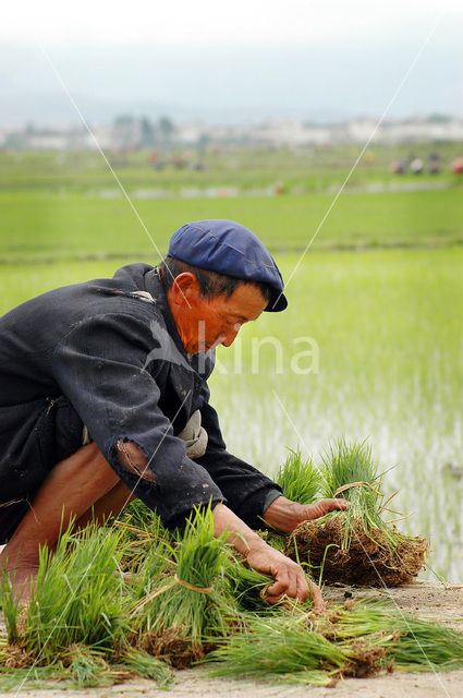 rice (Oryza spec)