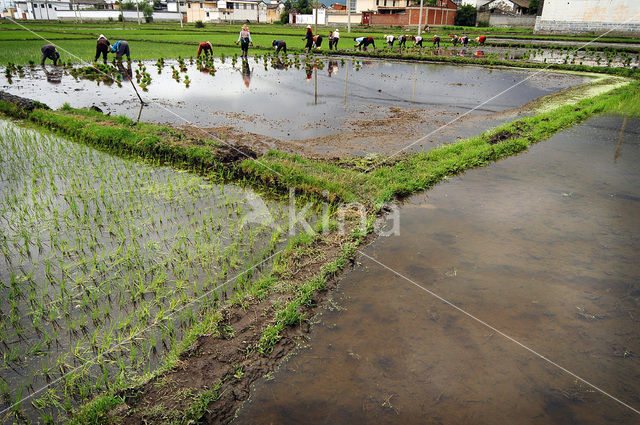 rice (Oryza spec)