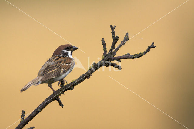 Eurasian Tree Sparrow (Passer montanus)