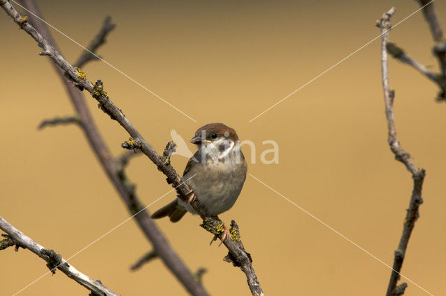 Ringmus (Passer montanus)