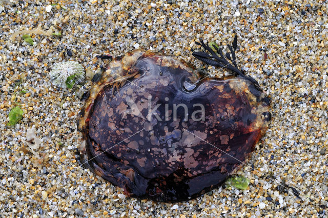 Lions’ Mane jellyfish (Cyanea capillata)