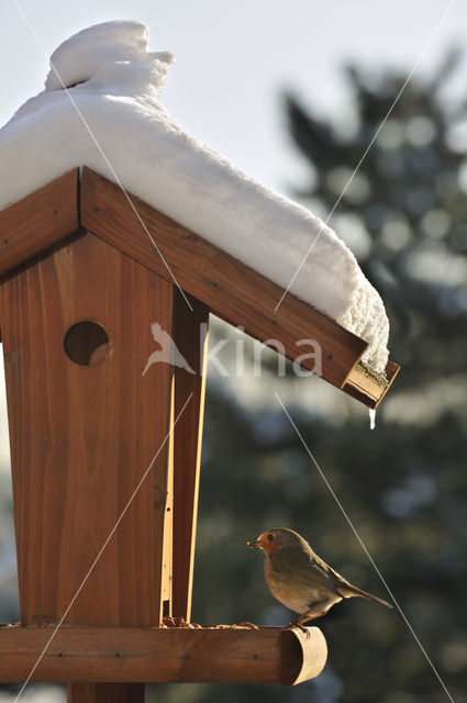 European Robin (Erithacus rubecula)