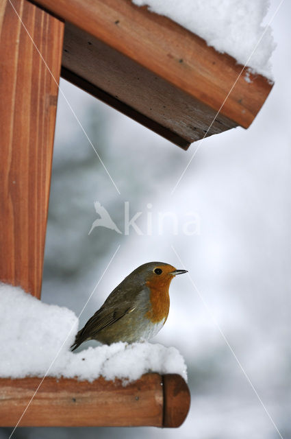 European Robin (Erithacus rubecula)