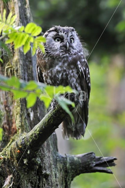 Boreal Owl (Aegolius funereus)