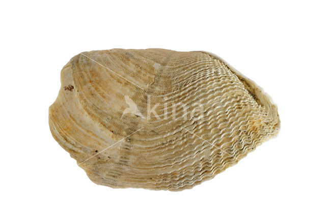 Oval Piddock (Zirfaea crispata)