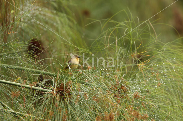 Holub’s Golden-Weaver (Ploceus xanthops)