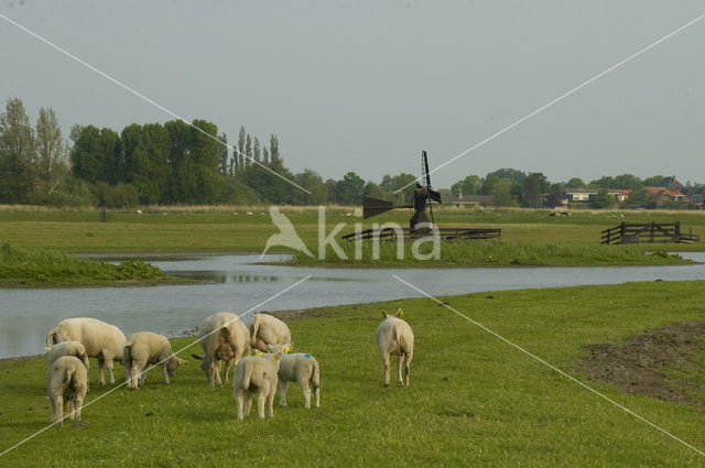 Schaap (Ovis domesticus)