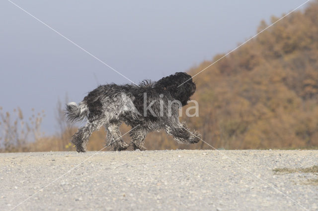 Schapendoes (Canis domesticus)