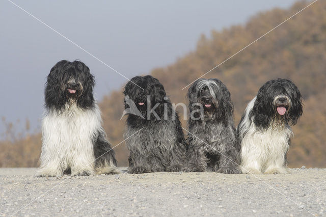 Schapendoes (Canis domesticus)