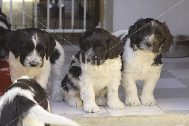 Schapendoes (Canis domesticus)