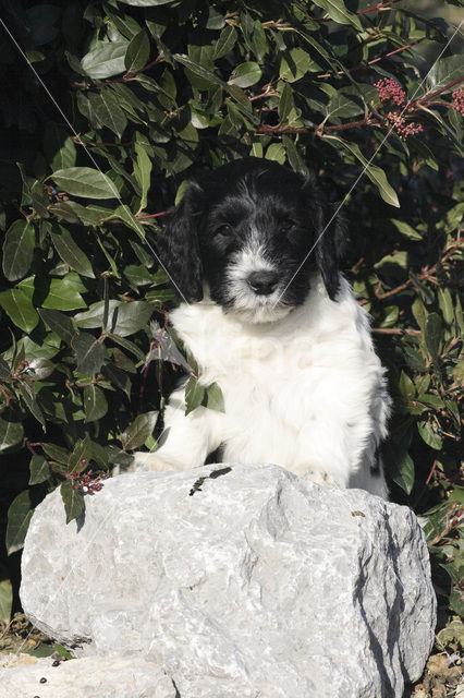 Schapendoes (Canis domesticus)