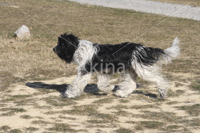 Schapendoes (Canis domesticus)