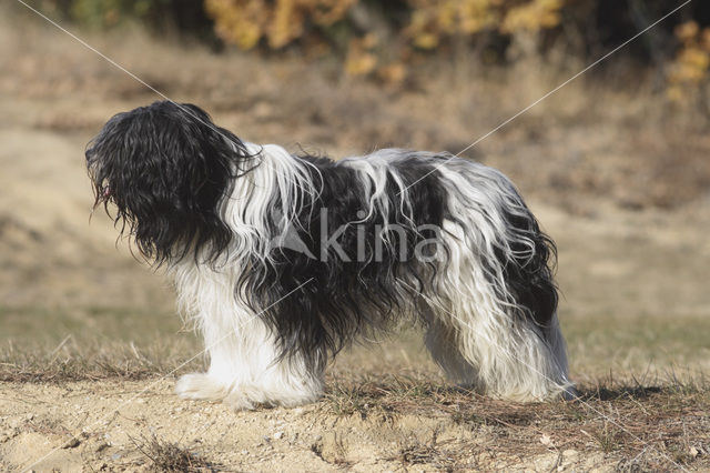 Schapendoes (Canis domesticus)