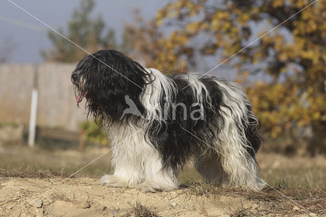 Schapendoes (Canis domesticus)