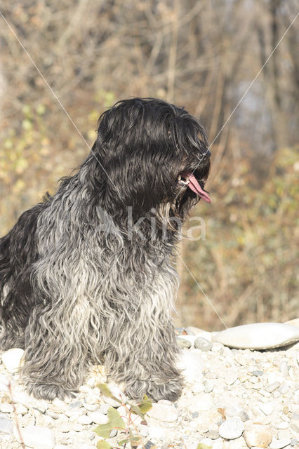 Schapendoes (Canis domesticus)