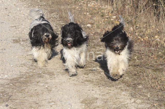 Schapendoes (Canis domesticus)