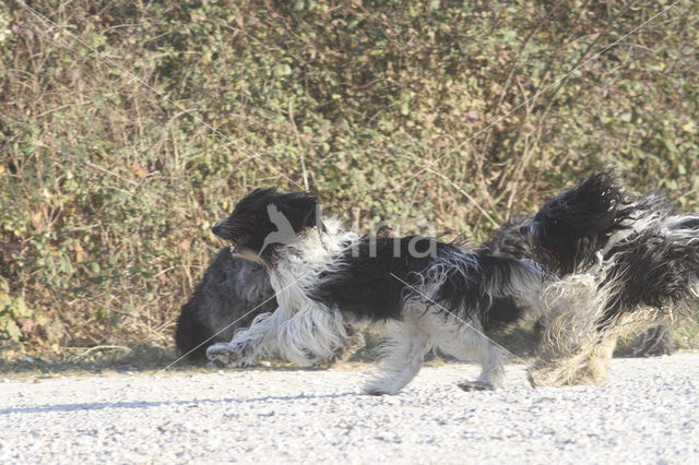 Schapendoes (Canis domesticus)