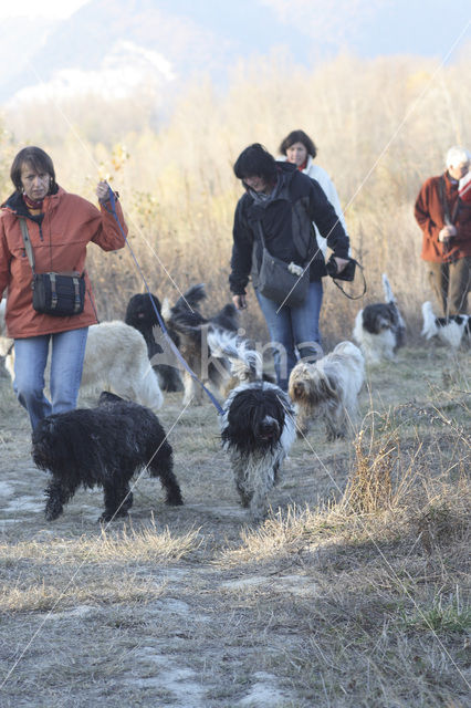 Schapendoes (Canis domesticus)