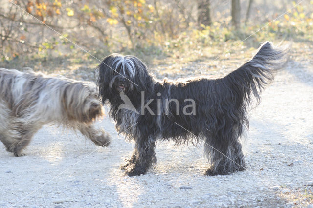 Schapendoes (Canis domesticus)